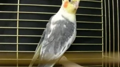 Prispôsobené konverzácie, alebo ako učiť kororel hovoriť